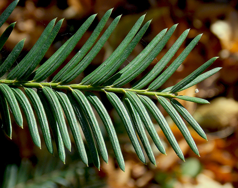 Image of Taxus baccata specimen.