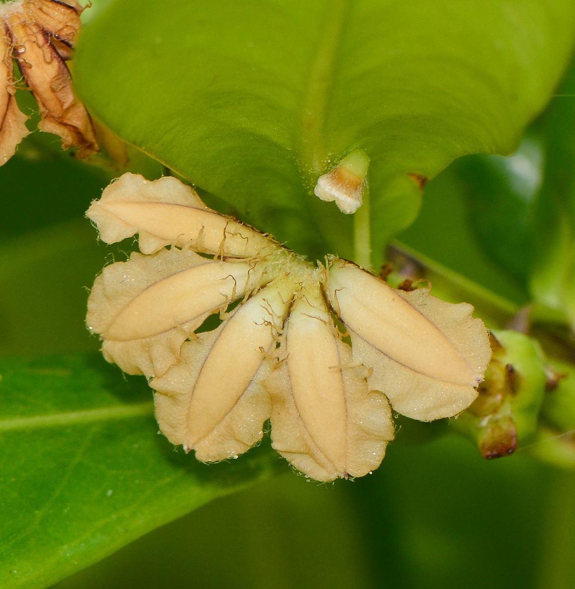 Image of Scaevola taccada specimen.