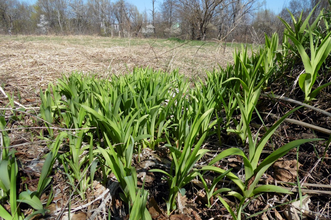 Image of Hemerocallis fulva specimen.