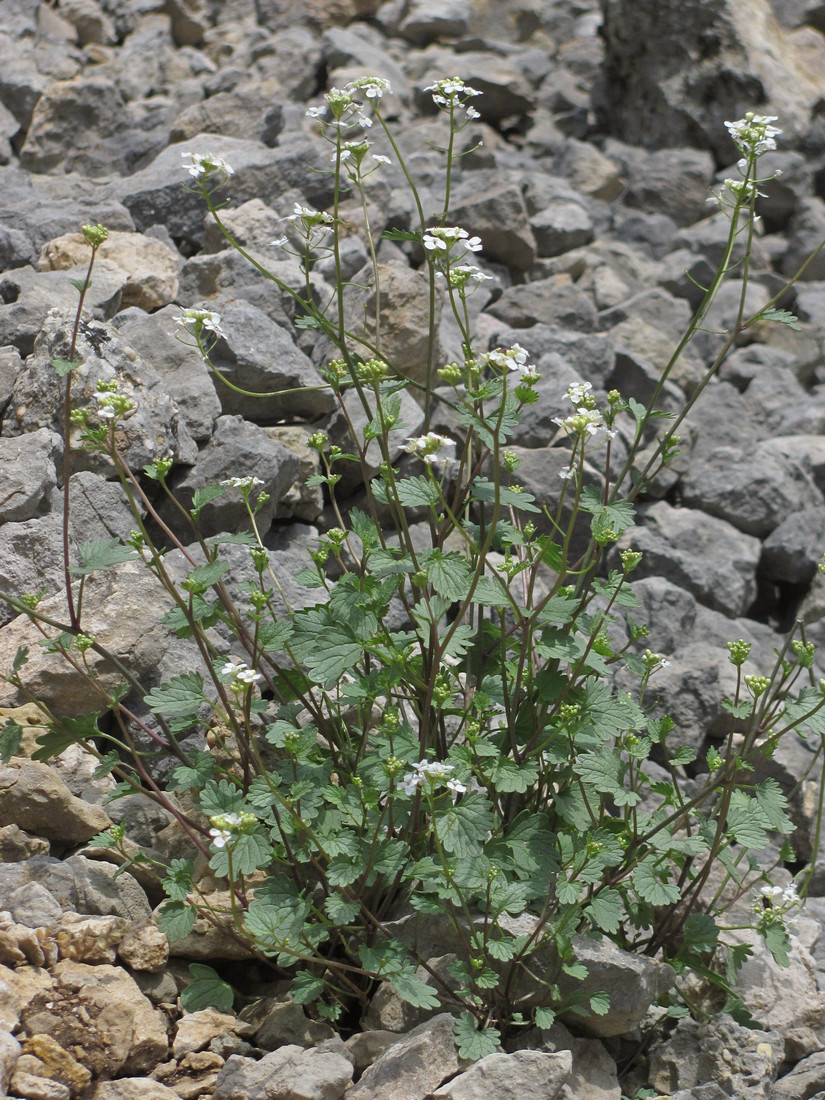 Image of Sobolewskia sibirica specimen.