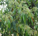 Photinia serratifolia