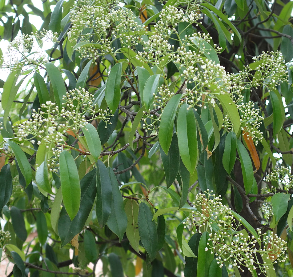 Изображение особи Photinia serratifolia.