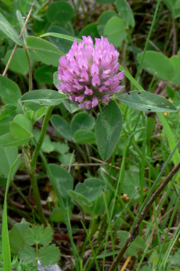 Изображение особи Trifolium pratense.