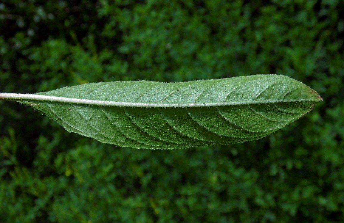 Image of Oenothera biennis specimen.