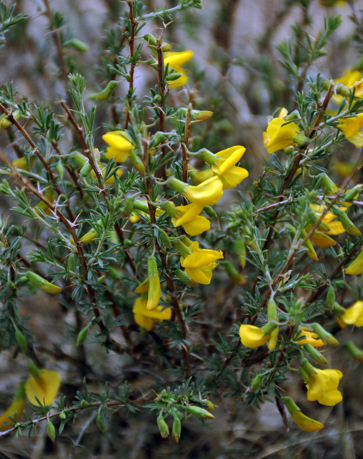 Image of Caragana pygmaea specimen.