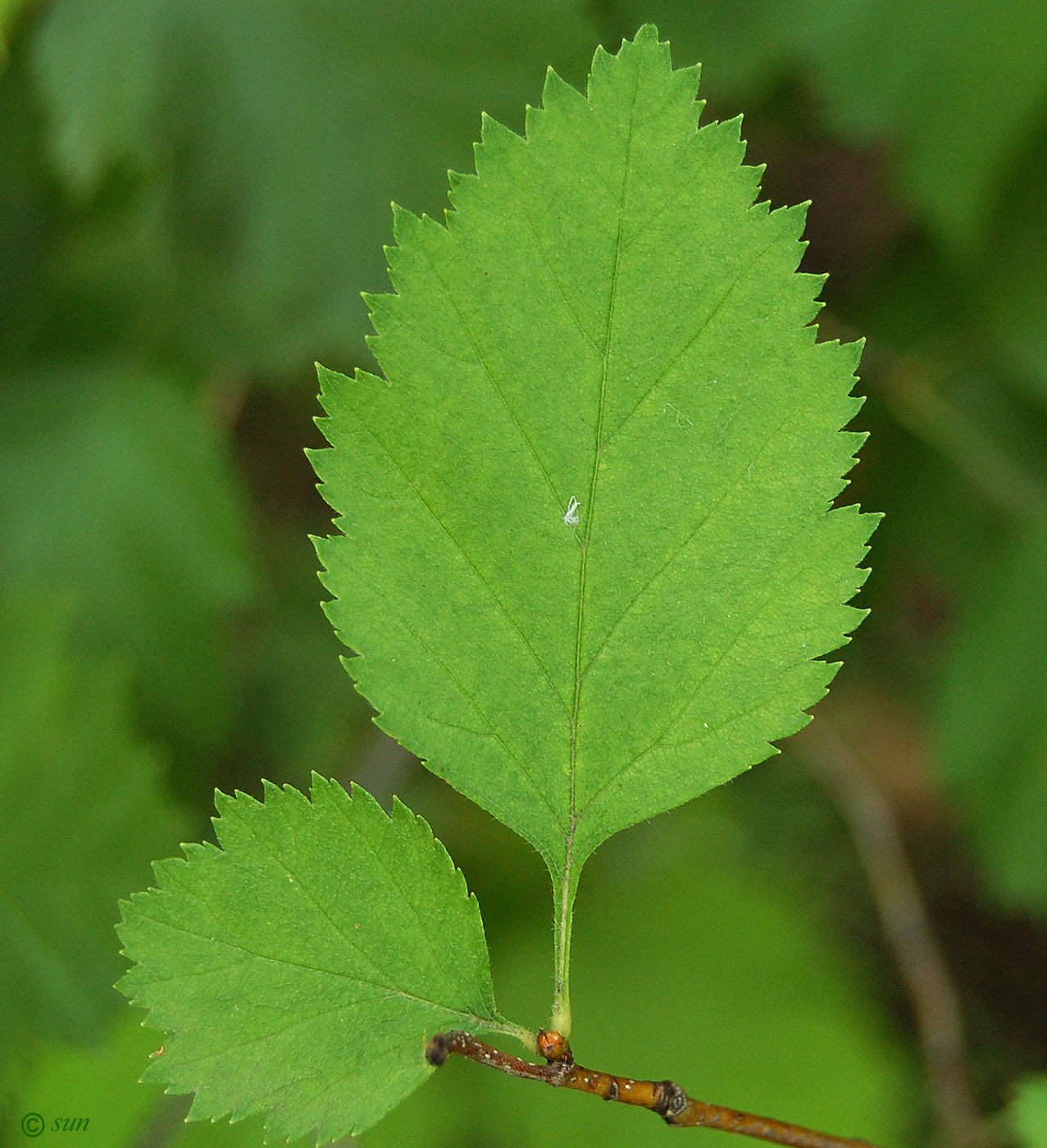 Image of Crataegus submollis specimen.