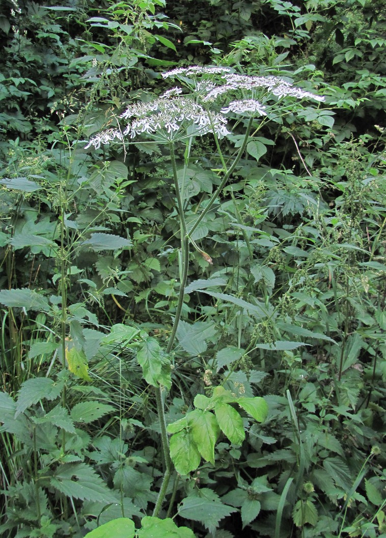 Изображение особи Heracleum chorodanum.