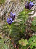 Gentiana fischeri