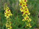 Verbascum nigrum. Части соцветий. Украина, Ивано-Франковская обл., Долинский р-н, Старомизунский сельсовет, окр. с. Новый Мизунь, луг близ болота Ширковец. 25.09.2017.