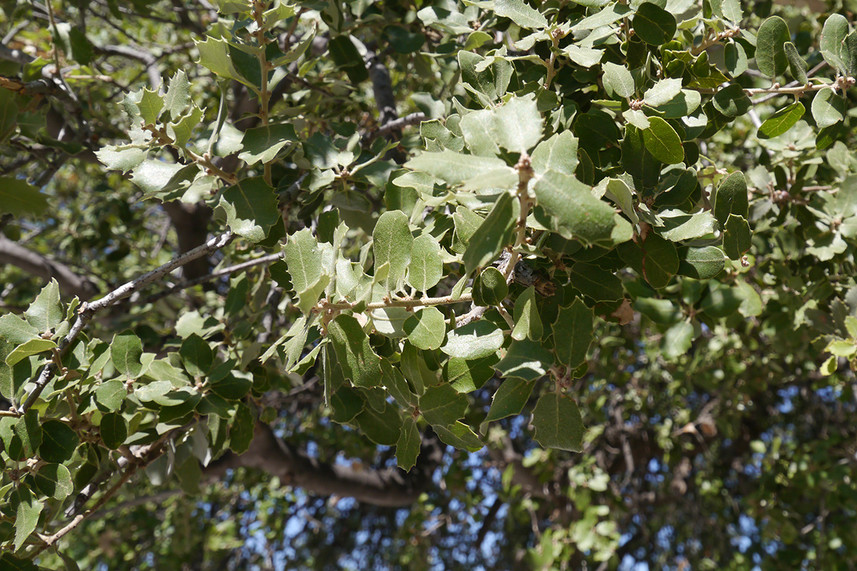 Изображение особи Quercus ilex.