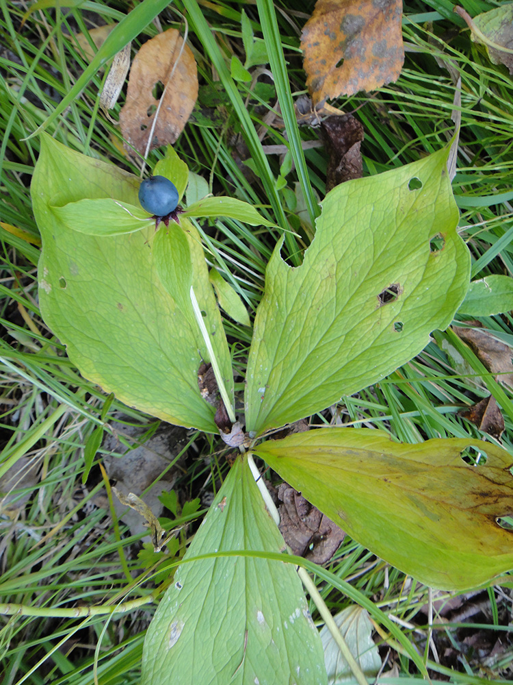 Image of Paris obovata specimen.