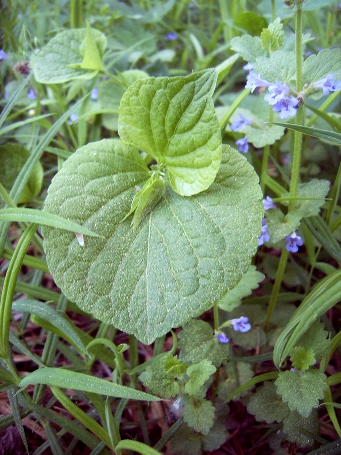 Изображение особи Viola mirabilis.