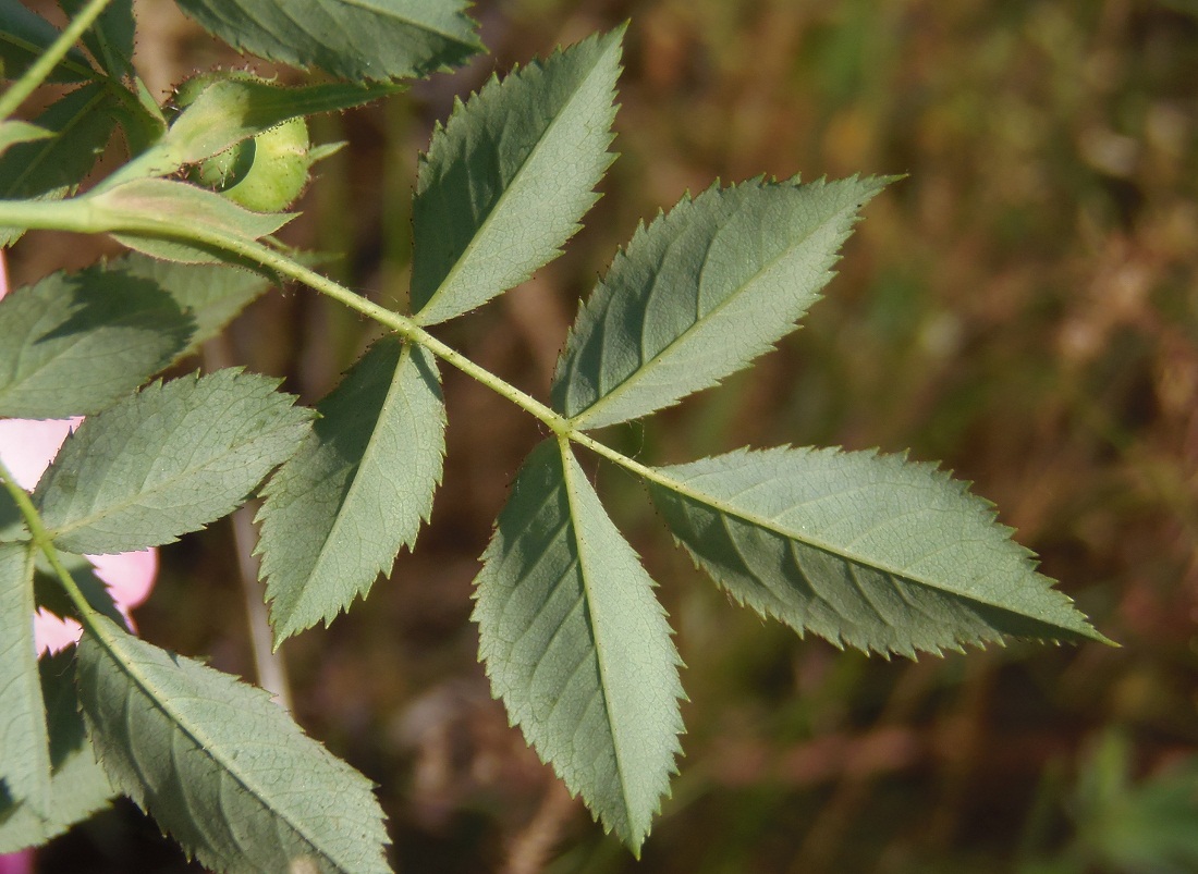 Image of genus Rosa specimen.