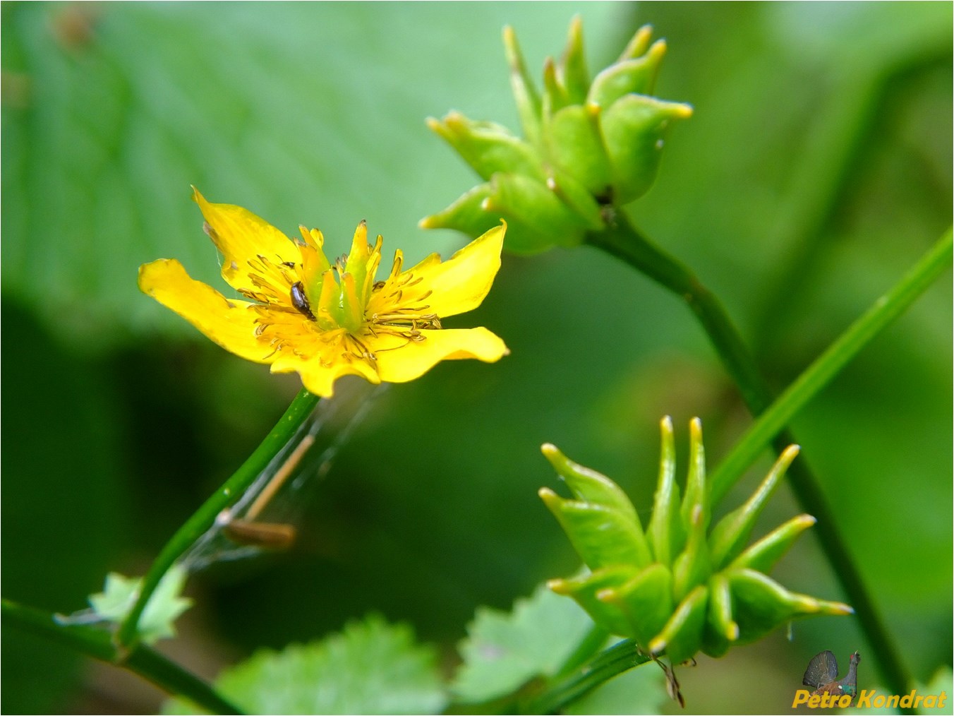 Изображение особи Caltha palustris.