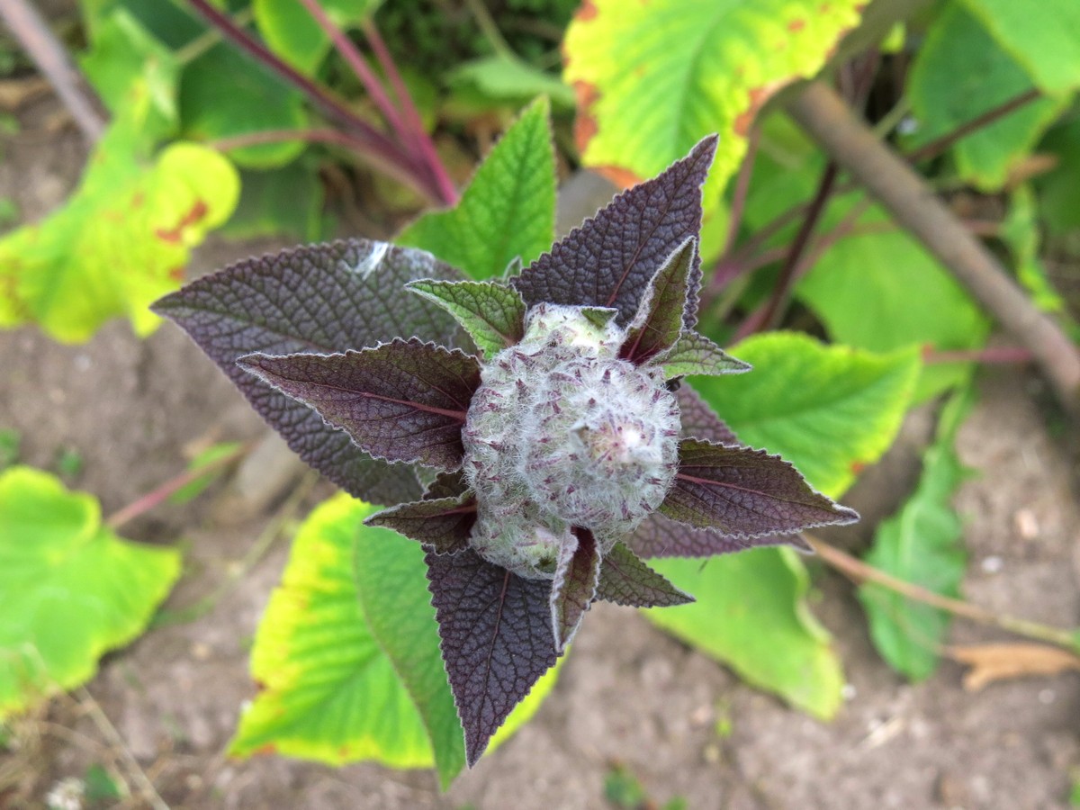 Image of familia Lamiaceae specimen.