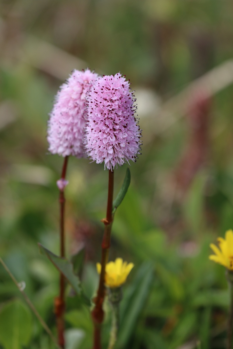 Image of Bistorta plumosa specimen.