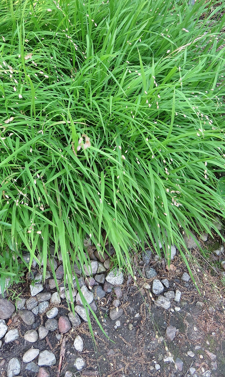 Image of Melica uniflora specimen.