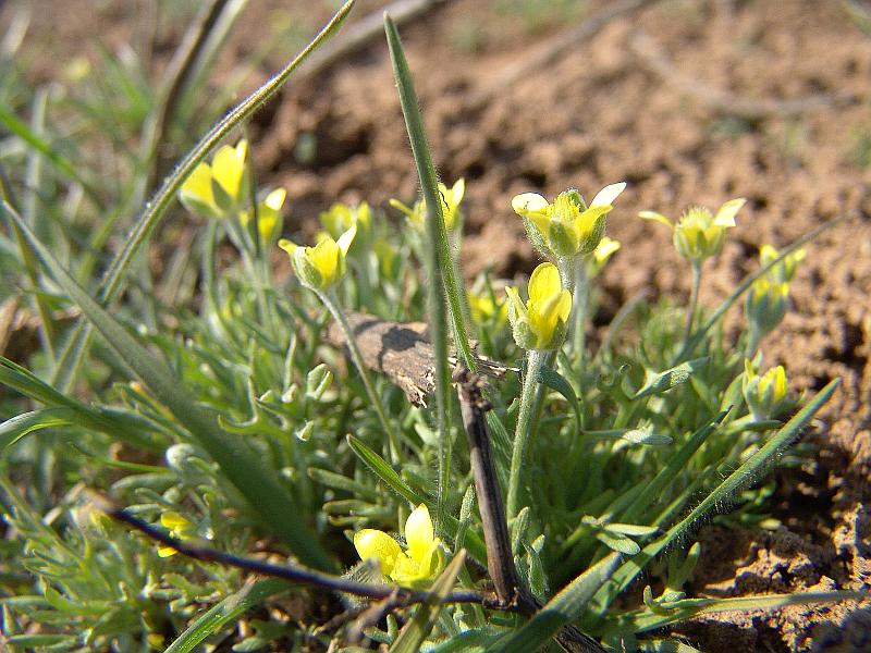 Изображение особи род Ceratocephala.