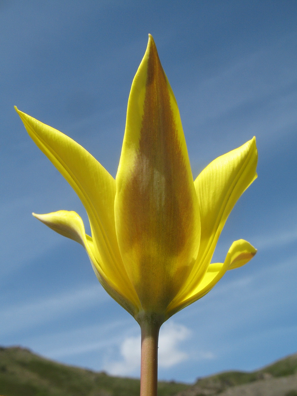 Image of Tulipa brachystemon specimen.