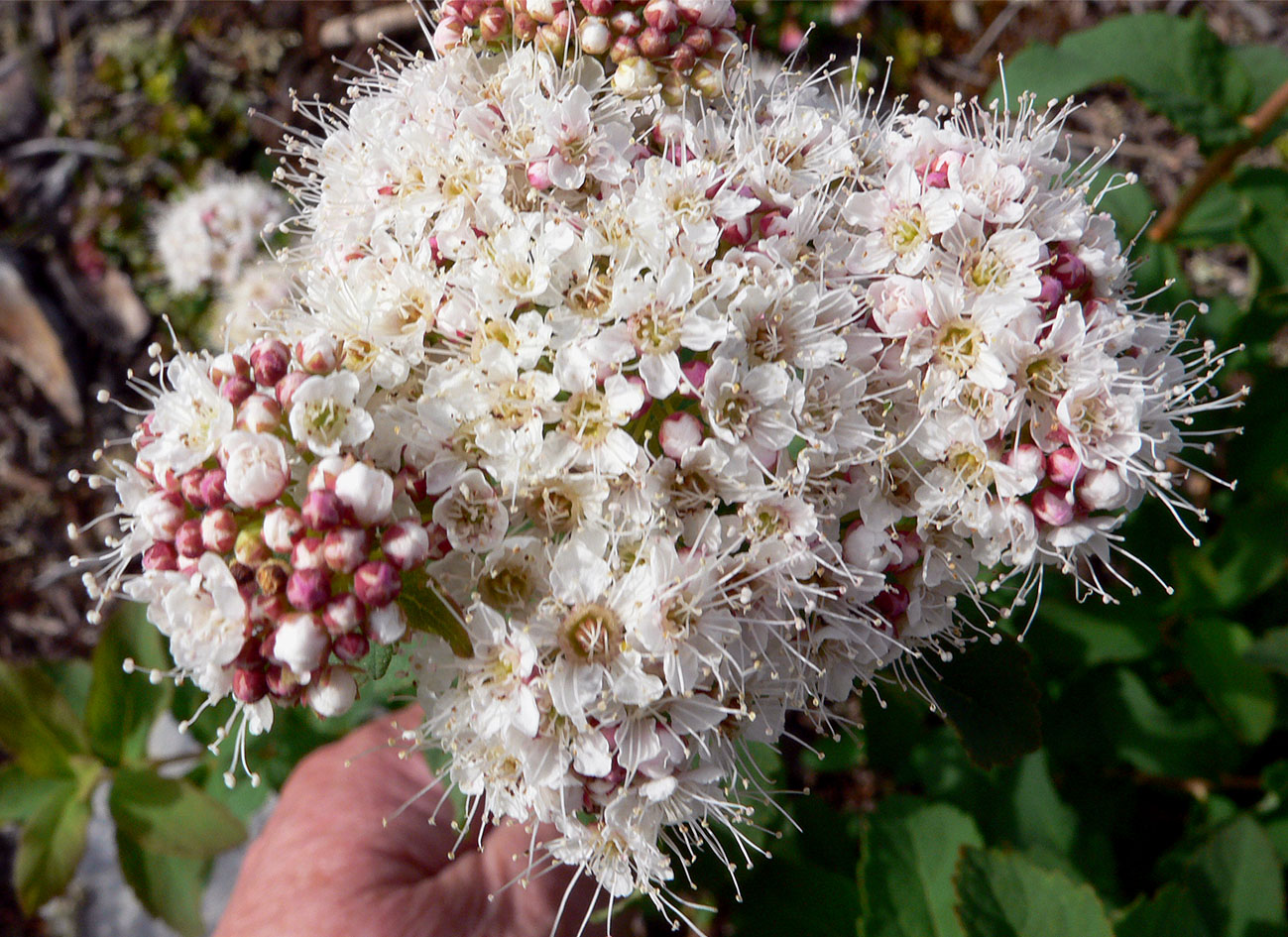 Image of Spiraea beauverdiana specimen.