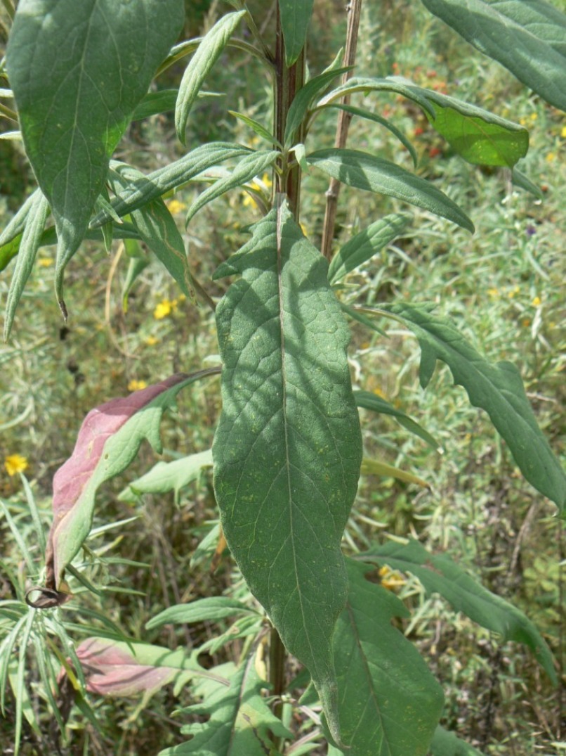 Image of Saussurea pulchella specimen.