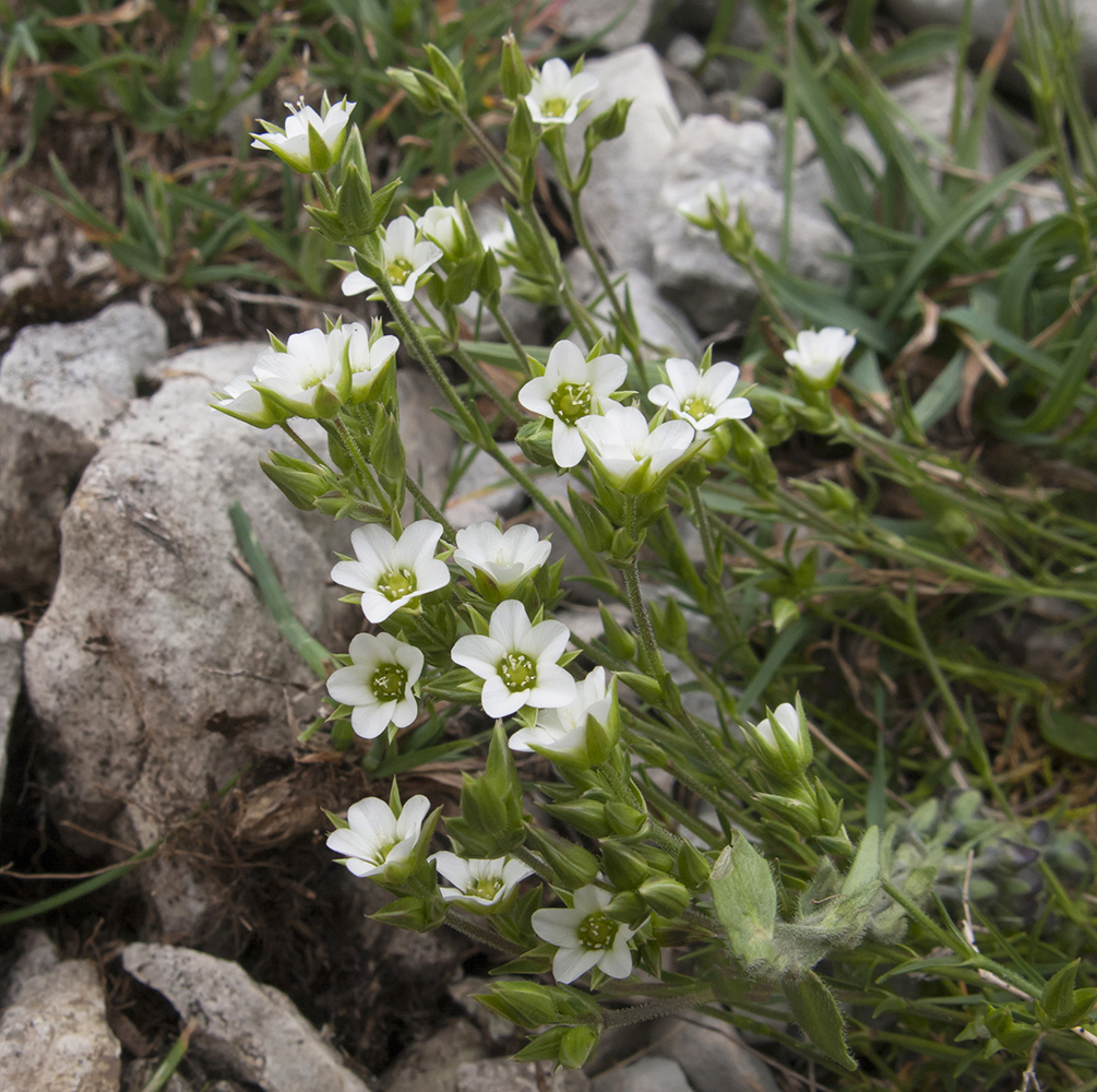 Image of Minuartia oreina specimen.