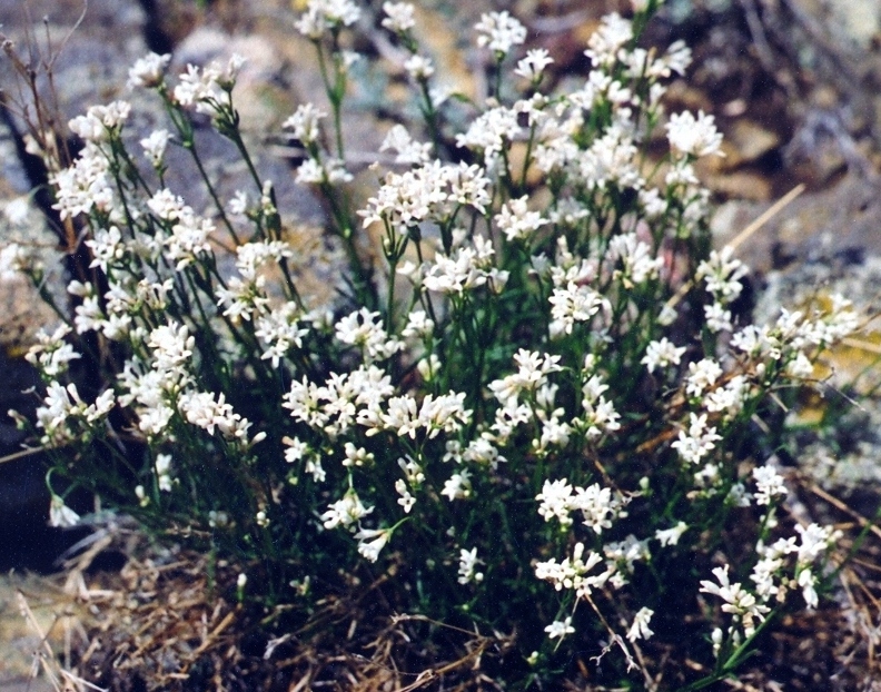 Image of Asperula petraea specimen.