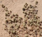 Teucrium capitatum