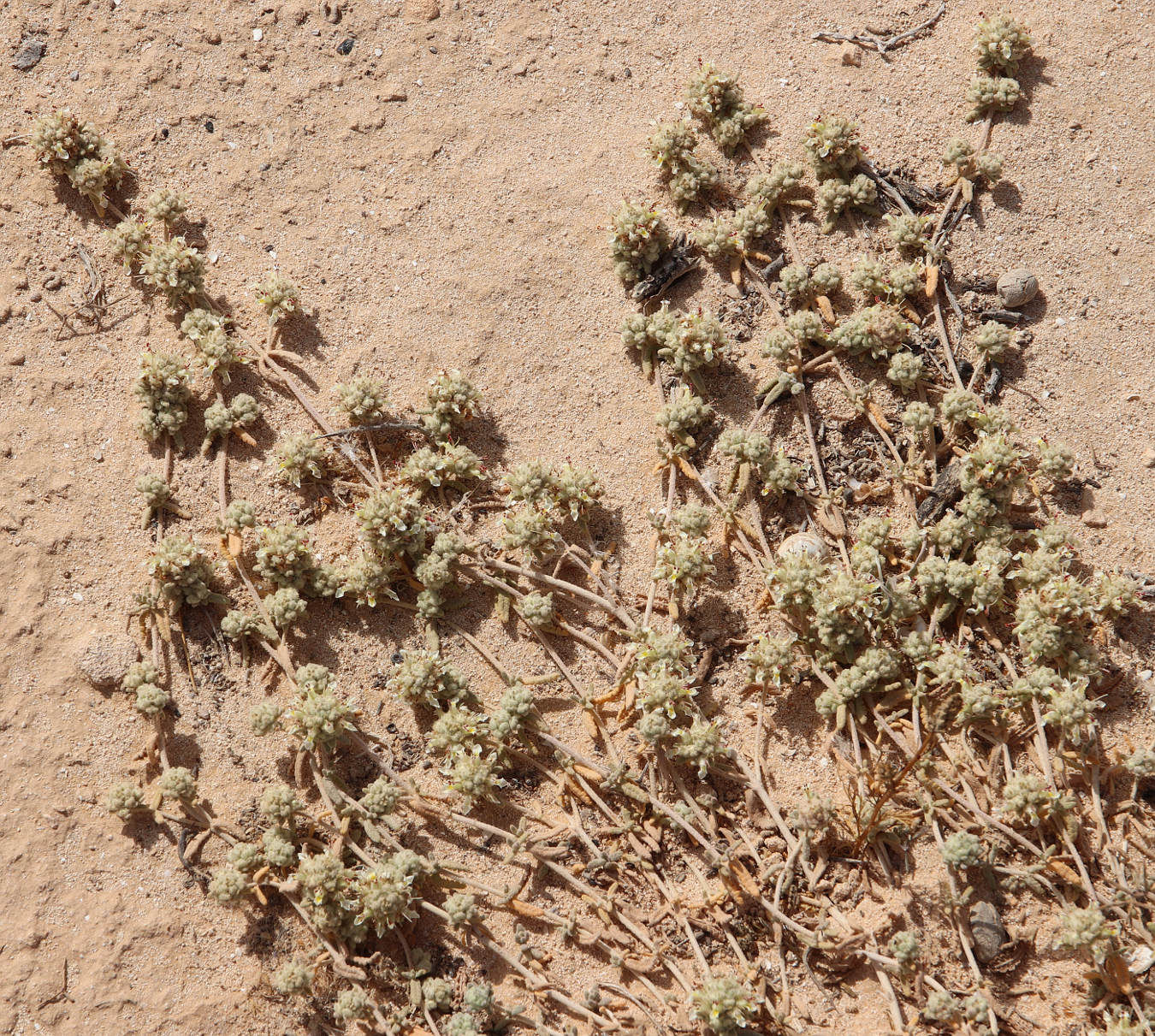 Image of Teucrium capitatum specimen.