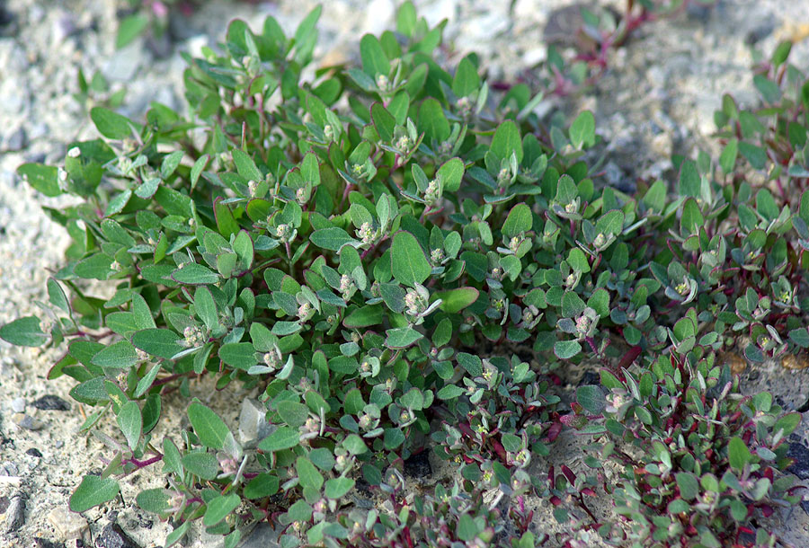 Image of genus Chenopodium specimen.