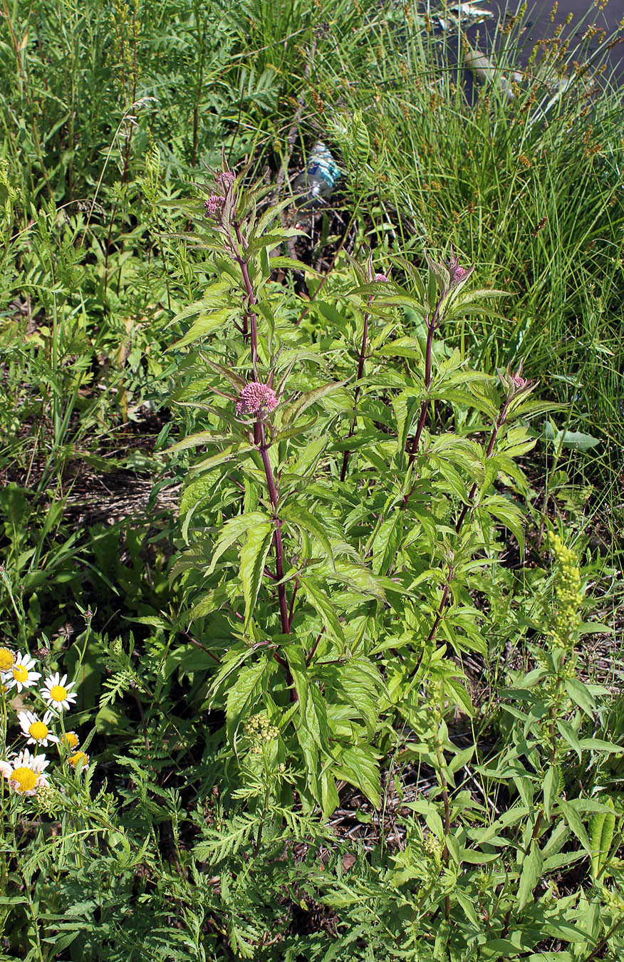 Изображение особи Eupatorium cannabinum.