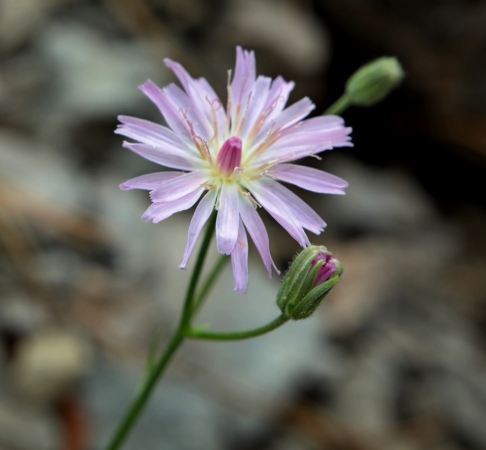 Image of Lagoseris callicephala specimen.