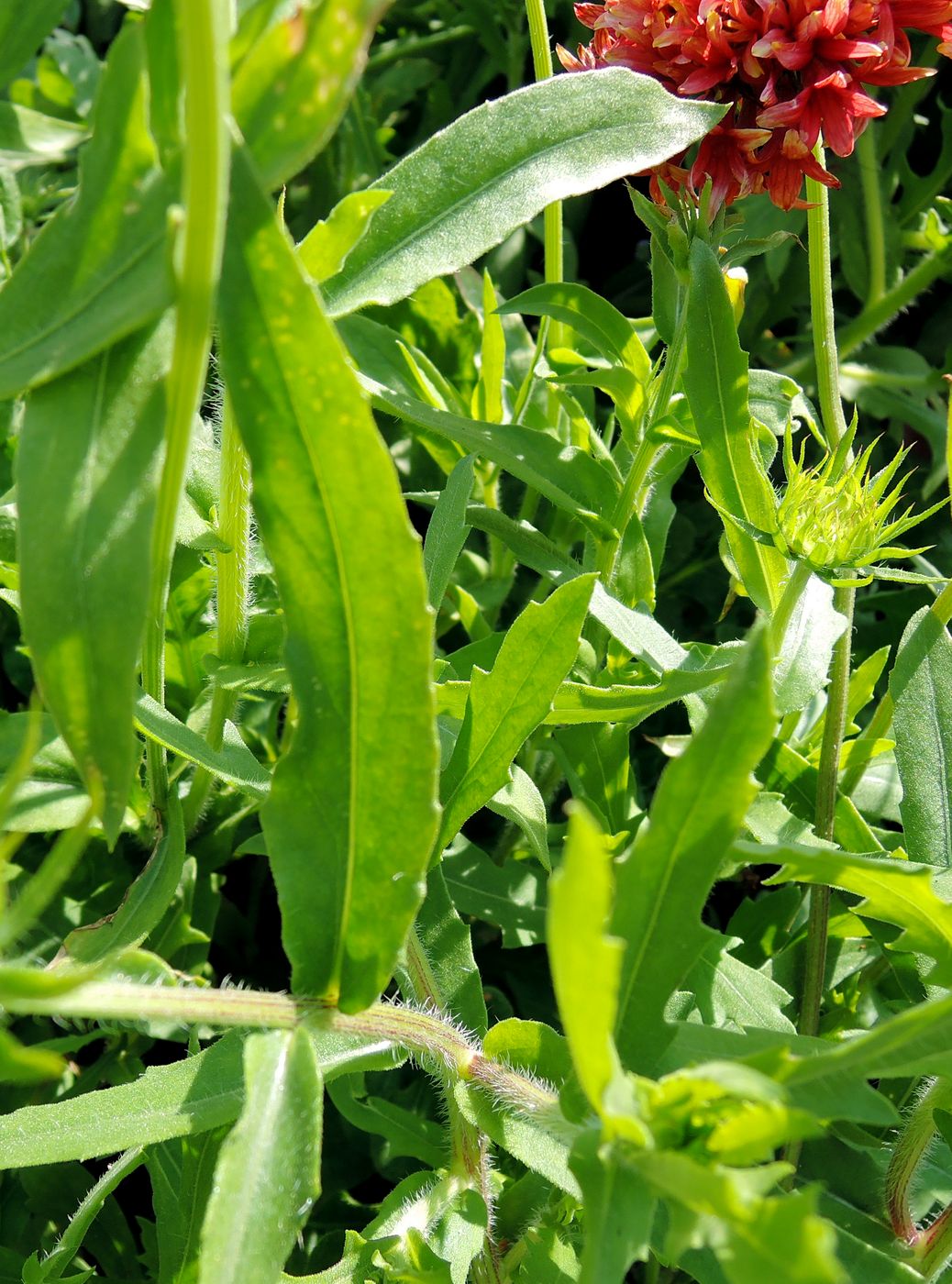 Image of Gaillardia pulchella specimen.