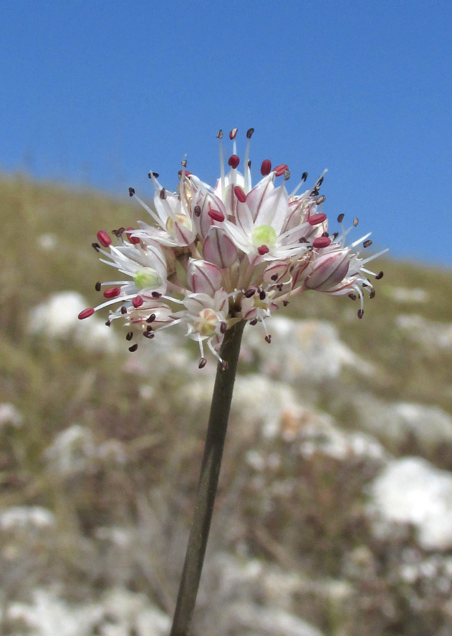 Image of Allium tarkhankuticum specimen.