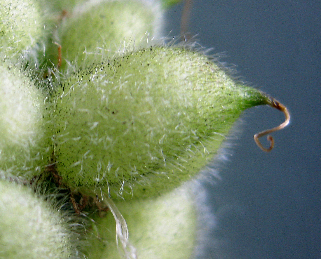 Image of Astragalus cicer specimen.