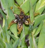 Ferraria crispa