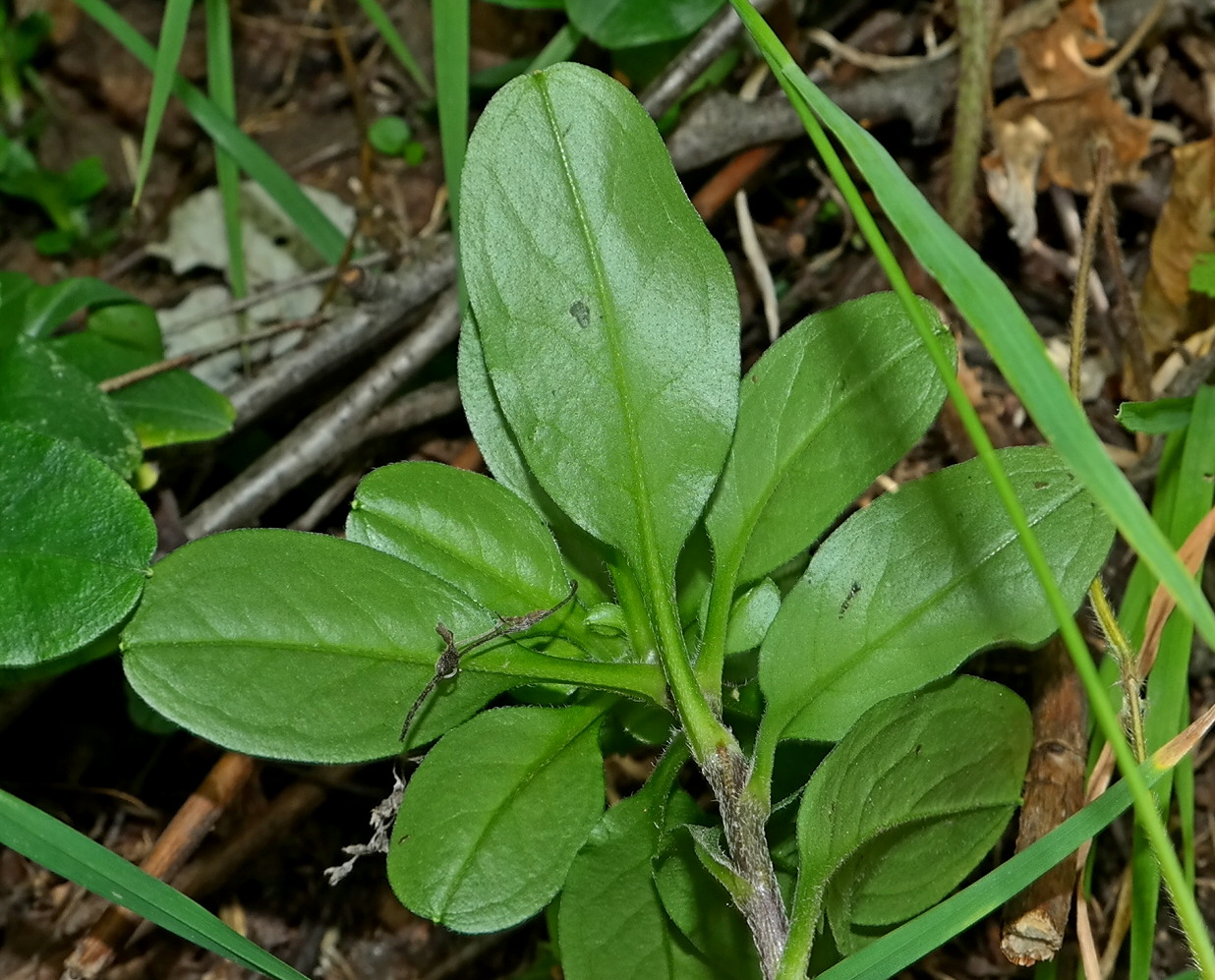 Image of Myosotis amoena specimen.