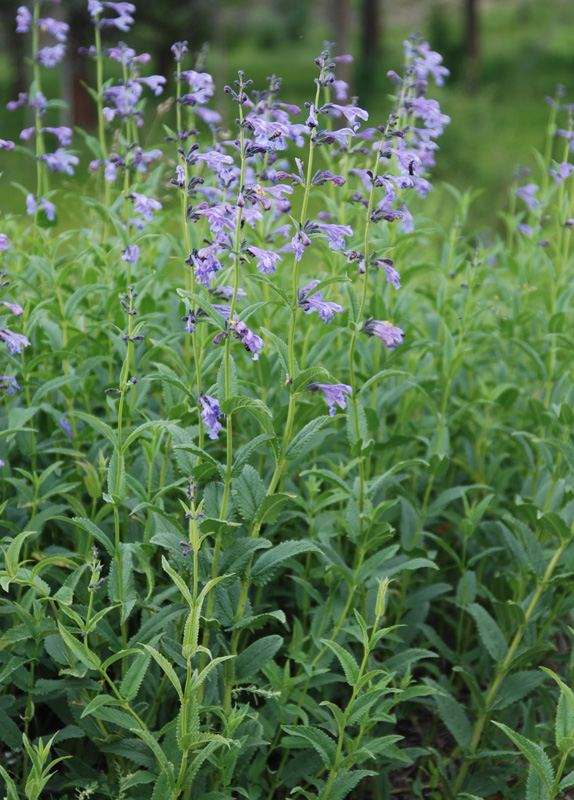 Image of Nepeta sibirica specimen.