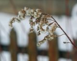 Solidago canadensis. Верхушка высохшего плодоносящего побега. Пермский край, г. Пермь, Кировский р-н, клумба у жилого дома. 02.01.2020.