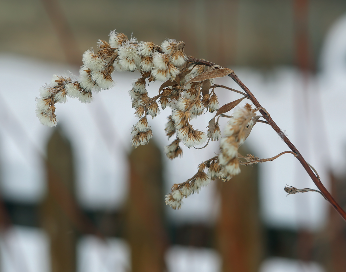 Image of Solidago canadensis specimen.