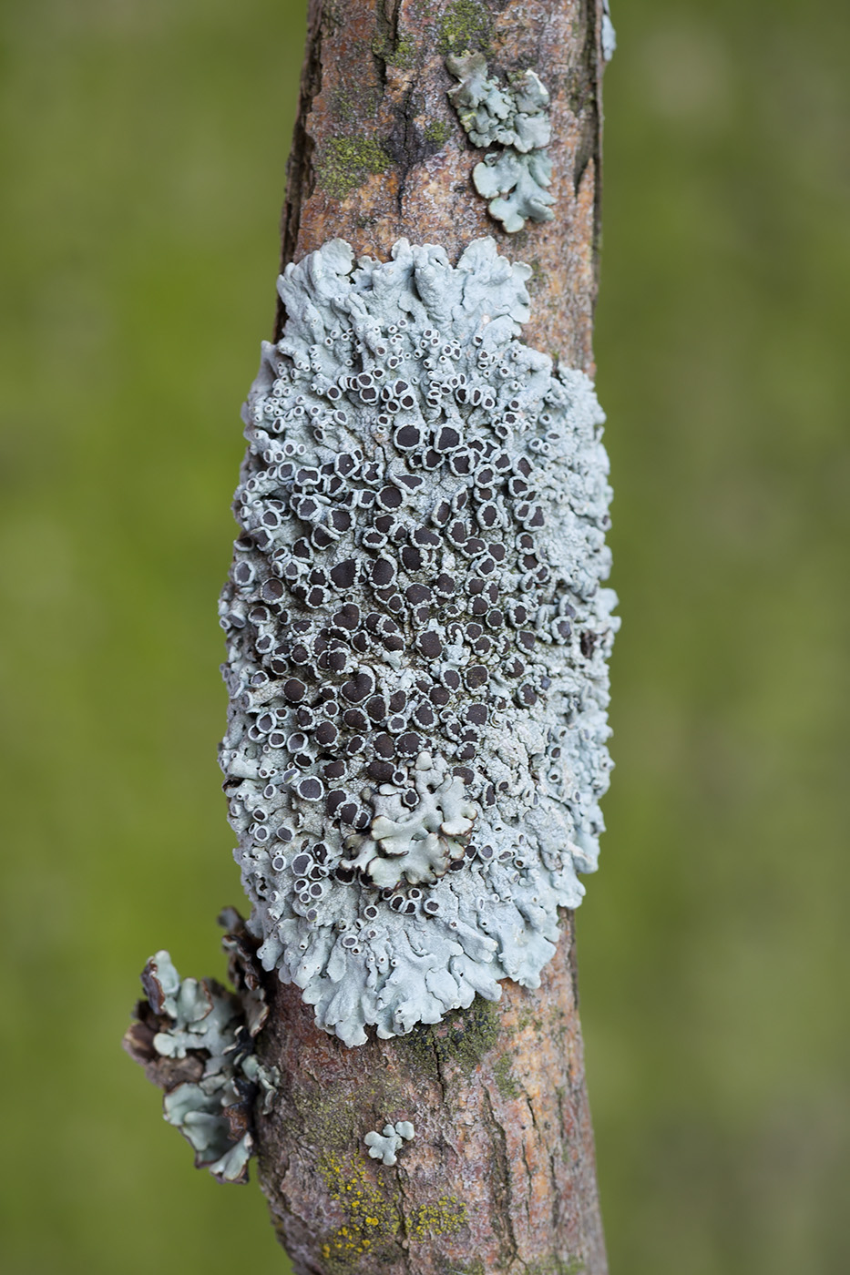 Image of Physcia aipolia specimen.