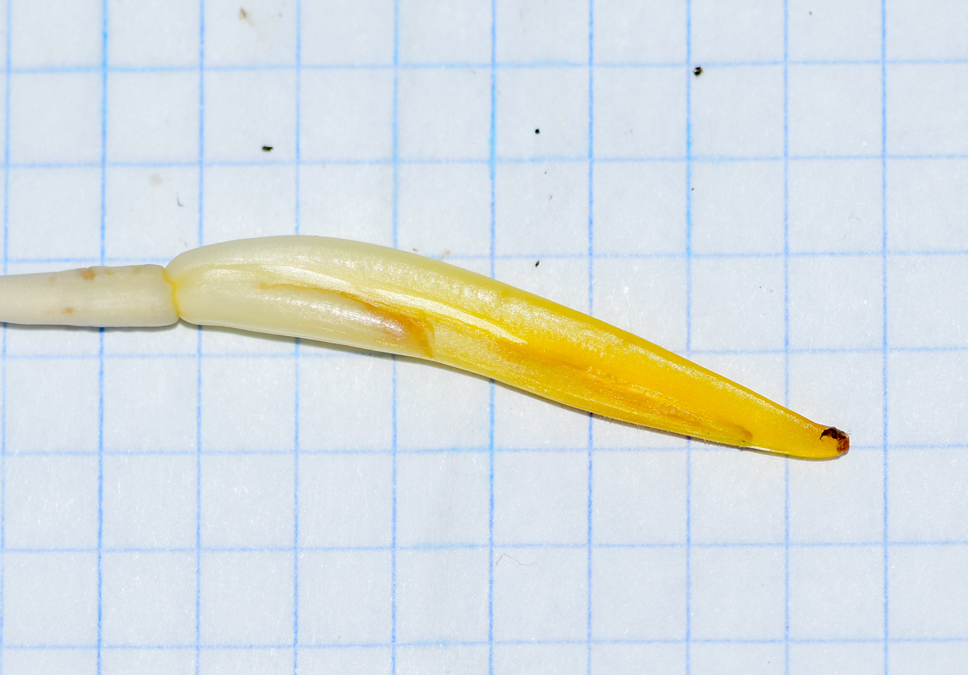 Image of genus Heliconia specimen.