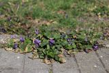 Viola odorata. Цветущие растения. Крым, Севастополь, во дворе между плит. 05.03.2020.