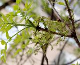 Fraxinus excelsior