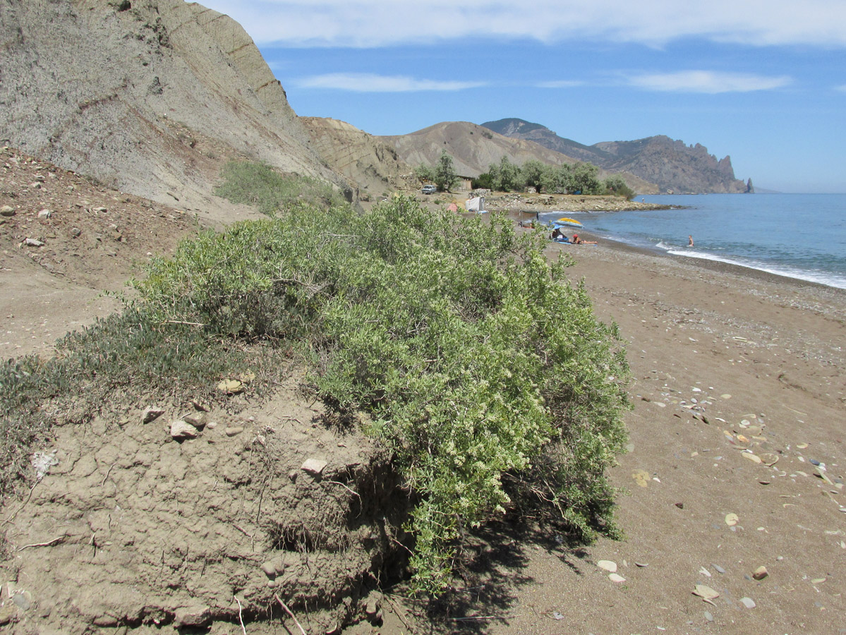 Image of Nitraria schoberi specimen.