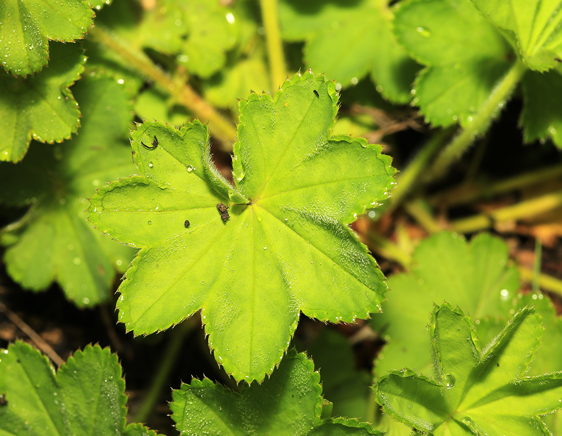 Image of Alchemilla micans specimen.