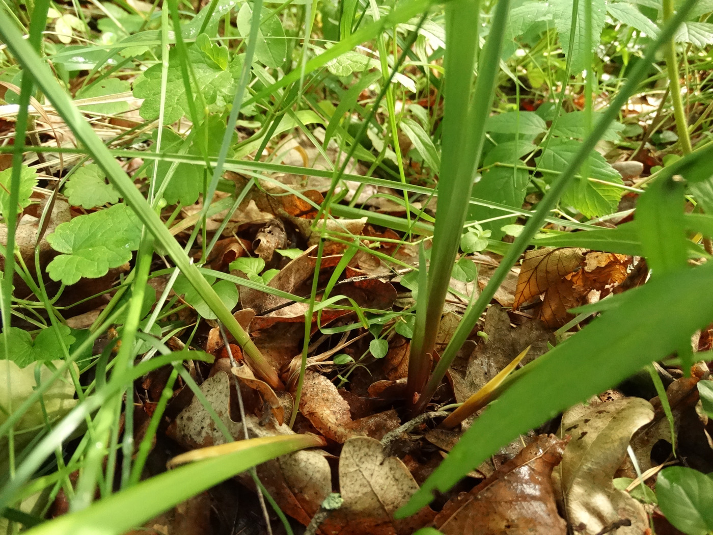 Image of Iris sibirica specimen.