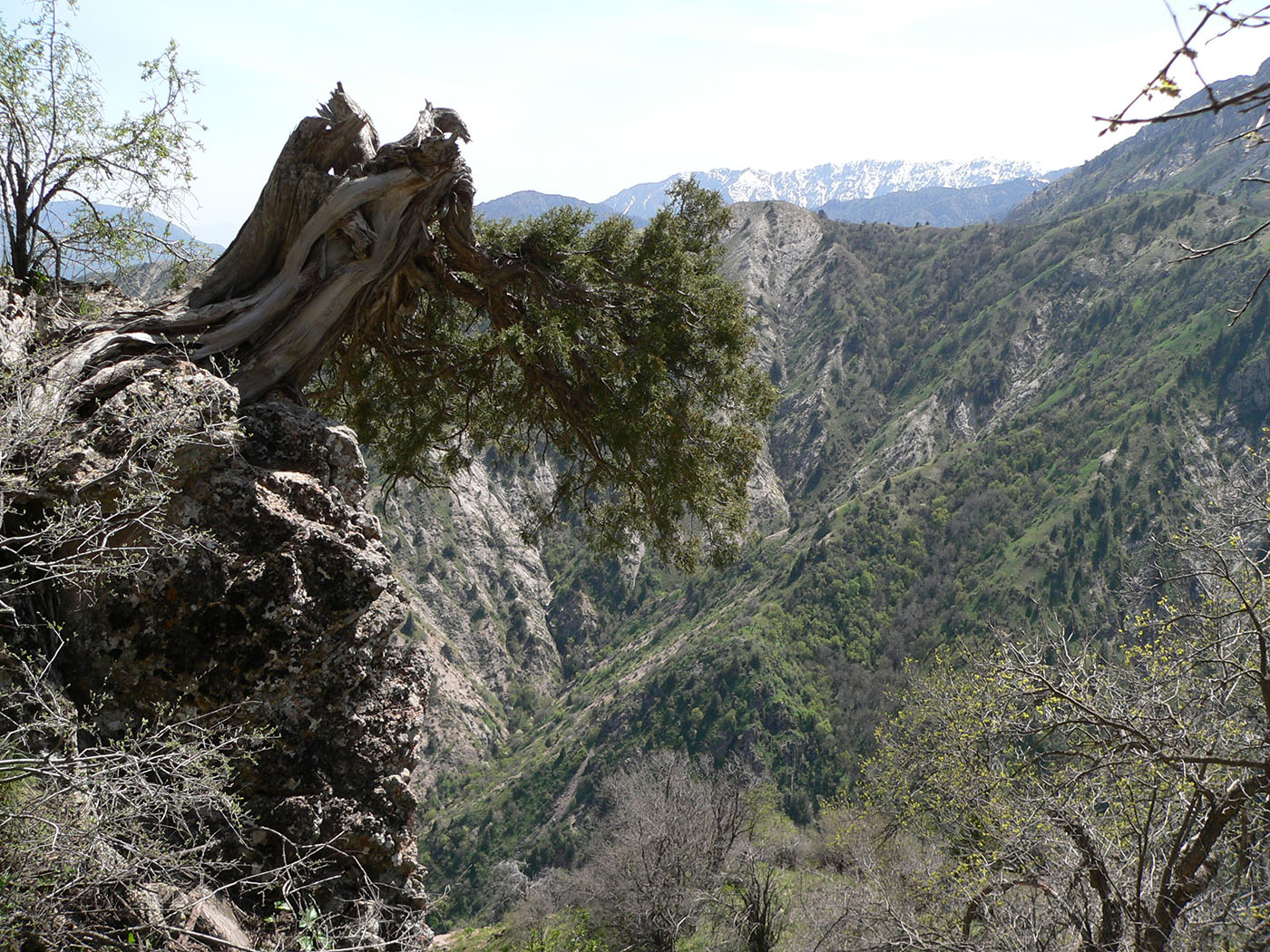 Image of Juniperus seravschanica specimen.