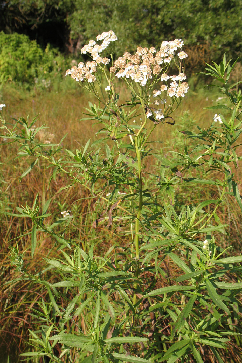 Image of Achillea cartilaginea specimen.