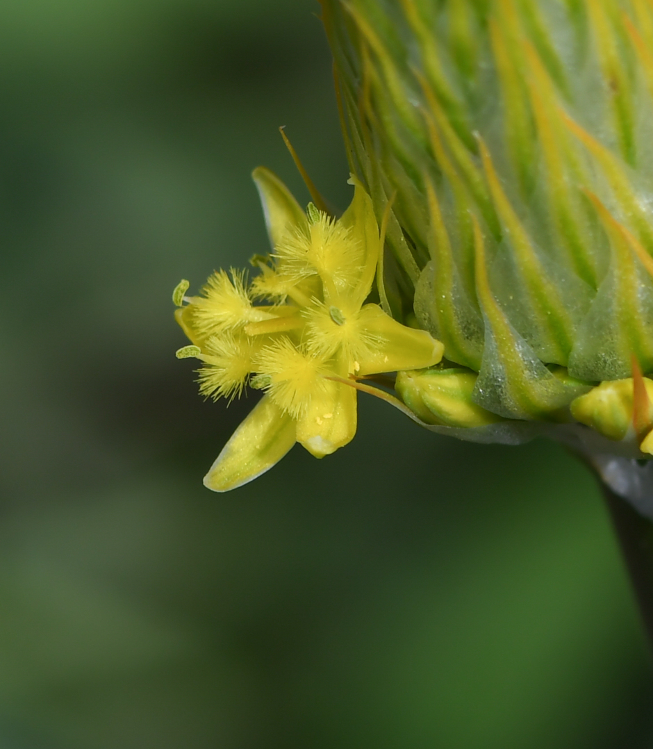 Image of Bulbine narcissifolia specimen.